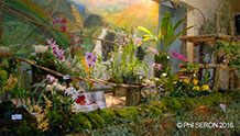6 eme exposition d'orchidées à Villeneuve sur Bellot (77)