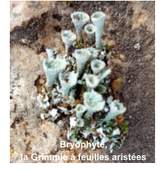 Bryophyte,  la Grimmie à feuilles aristées
